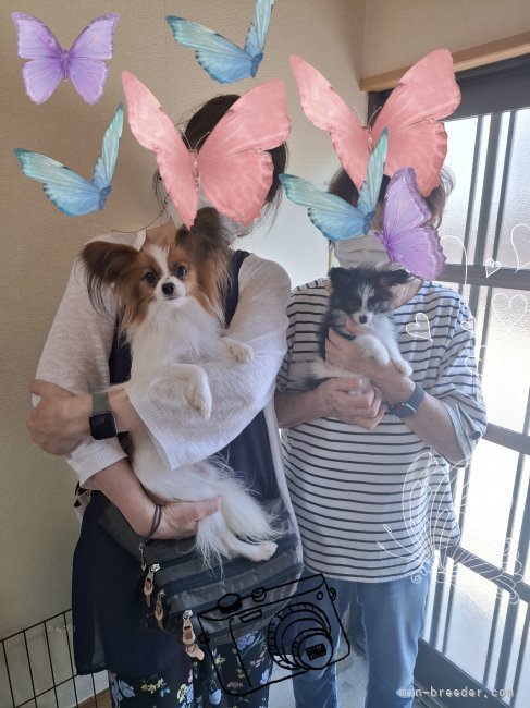 宮内美里ブリーダーのブログ：お迎え♥🦋感謝