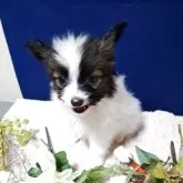 パピヨン【愛媛県・男の子・2025年8月23日・ホワイト&ブラウン】の写真11「シルキーコートで産まれた時から綺麗な毛質です😌💓」