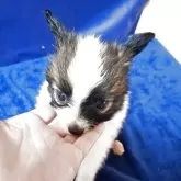 パピヨン【愛媛県・男の子・2025年8月23日・ホワイト&ブラウン】の写真9「品格漂う美形なパピヨン」