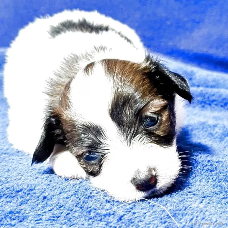 ID：2508-07546の子犬