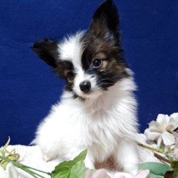 パピヨン【愛媛県・男の子・2025年8月23日・ホワイト&ブラウン】の写真「(パピヨン専門犬舎)　可愛お人形さん系👑」