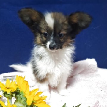 パピヨン【愛媛県・男の子・2025年8月4日・ホワイト&セーブル】の写真「(パピヨン専門犬舎)パパ似で凛々しいお顔です♥🦋」