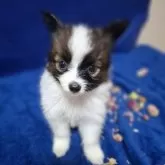 パピヨン【愛媛県・男の子・2025年8月23日・ホワイト&ブラウン】の写真6「美形へと成長中♥」