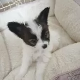 パピヨン【愛媛県・男の子・2025年8月23日・ホワイト&ブラウン】の写真14「お顔も可愛い　美男子間違いなし❕将来が楽しみ王子様タイプです♥」