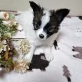 パピヨン【愛媛県・男の子・2025年8月23日・ホワイト&ブラウン】の写真15「目がはっきりくっきり　可愛ですSNSでバズって大好評です😌💓」