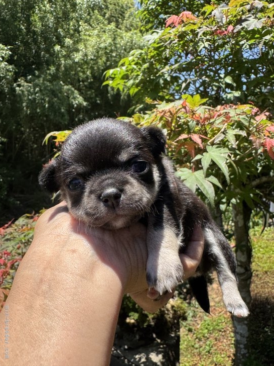 大山まなみブリーダーのブログ：チワワベビー's💕みんな元気に順調に成長中🐶💕