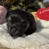 チワワ(ロング)【宮崎県・男の子・2025年11月14日・ブラックタンホワイト】の写真10