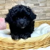チワプー(トイプードル×チワワ)【宮崎県・女の子・2025年9月14日・ブラック&ホワイト】の写真10