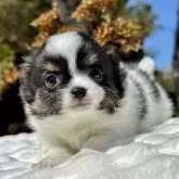 チワワ(ロング)【宮崎県・女の子・2025年1月15日・パーティ】の写真11