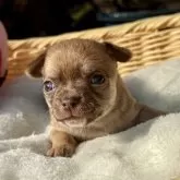 チワワ(スムース)【宮崎県・女の子・2025年11月14日・チョコフォーン🩷】の写真11