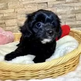 チワプー(トイプードル×チワワ)【宮崎県・男の子・2025年9月14日・ブラック&ホワイト】の写真12