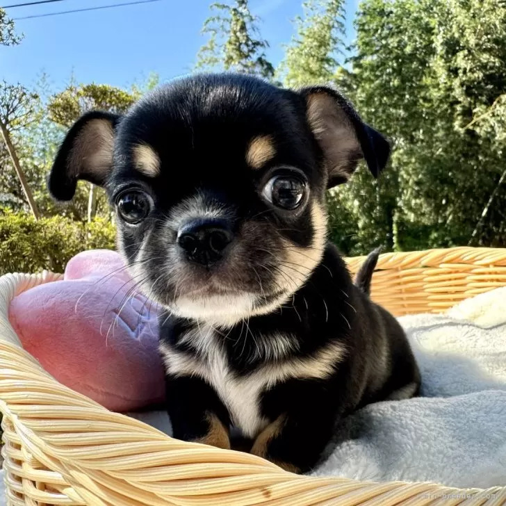 rinrin 様のお迎えした子犬