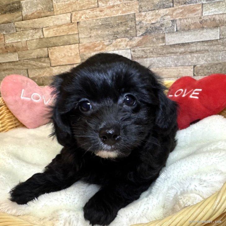 ブリーダー画像