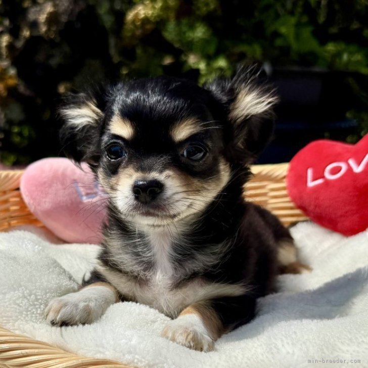 ブリーダー画像