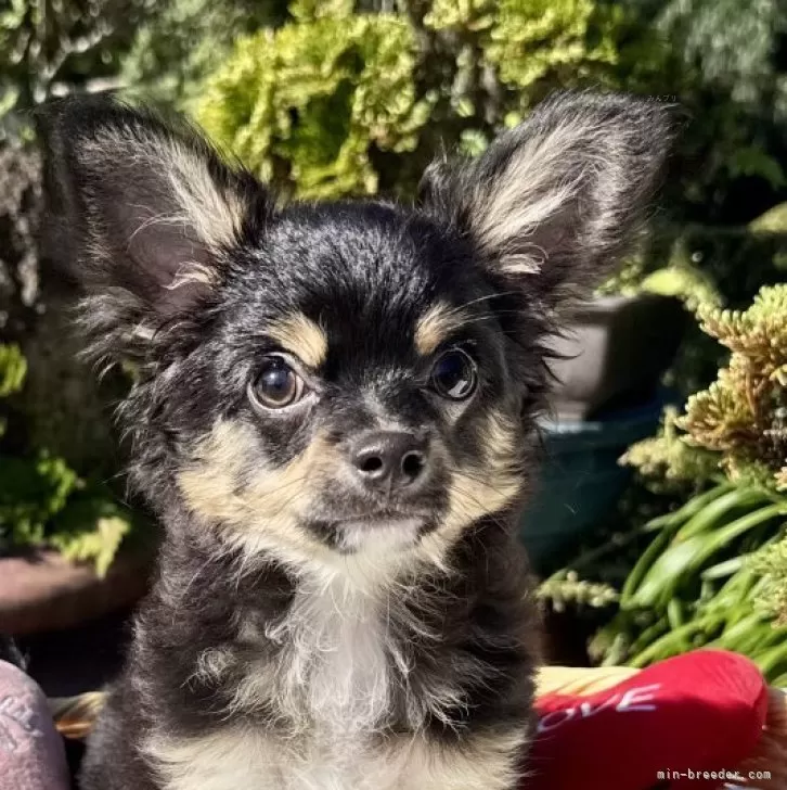 ID：2508-07254の子犬