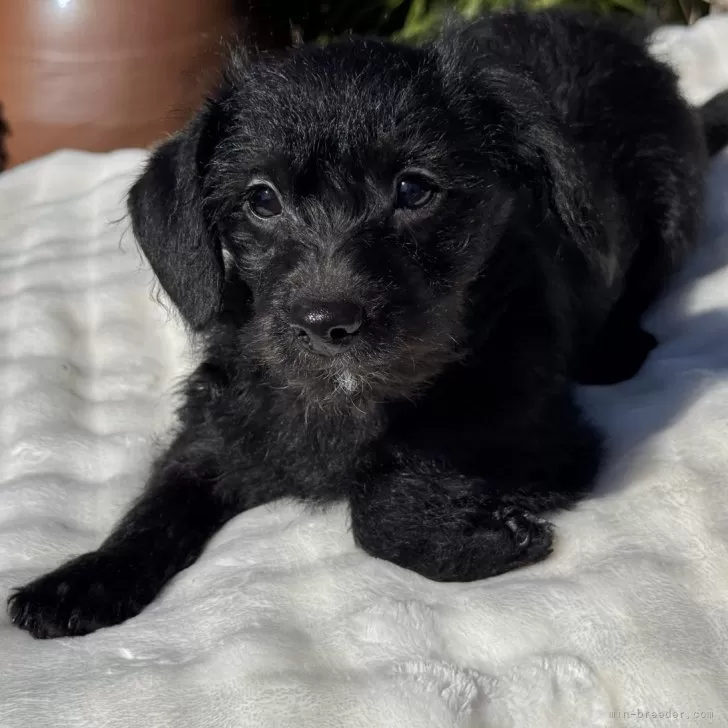 ID:2412-03441の子犬