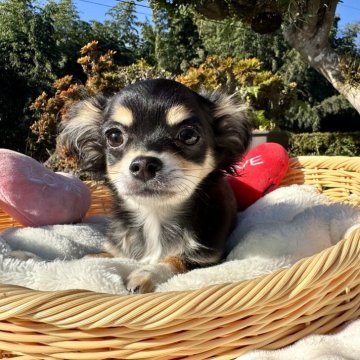 チワワ(ロング)【宮崎県・女の子・2025年8月1日・ブラックタンクリーム】の写真「綺麗な顔で短足のおっとりした大人しい女の子です🩷」