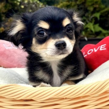 チワワ(ロング)【宮崎県・女の子・2025年8月1日・ブラックタンクリーム】の写真「綺麗な顔で短足のおっとりした大人しい女の子です🩷」