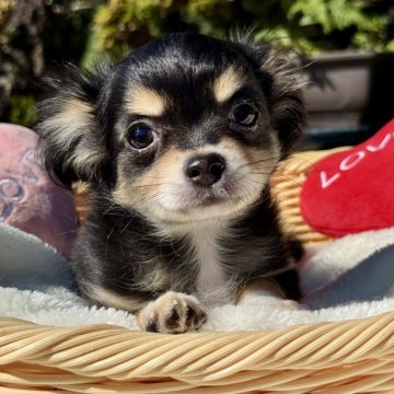チワワ(ロング)【宮崎県・女の子・2025年8月1日・ブラックタンクリーム】の写真「綺麗な顔で短足のおっとりした大人しい女の子です🩷」