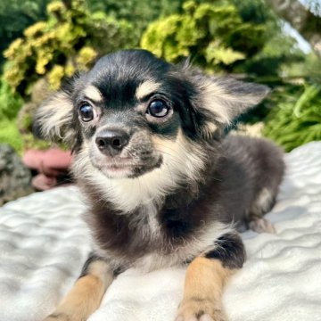 チワワ(ロング)【宮崎県・男の子・2025年5月19日・ブラックタンホワイト】の写真「マイペースでおっとり💕仕草が可愛らしい男の子✨」