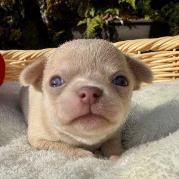 チワワ(スムース)【宮崎県・男の子・2025年11月14日・イザベラ】の写真「レアカラースムチ🩷カラー顔ともに個性的です🤗」