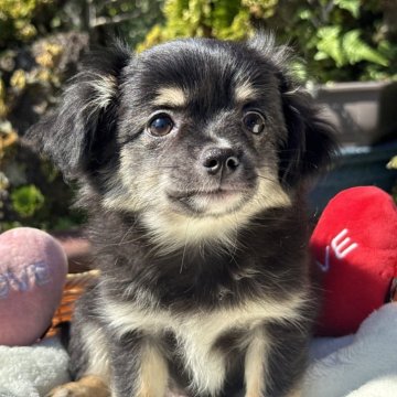 チワワ(ロング)【宮崎県・男の子・2025年8月1日・ブラックタンクリーム】の写真「むにゅっとお顔が詰まったクマさん見たいな可愛い子✨」