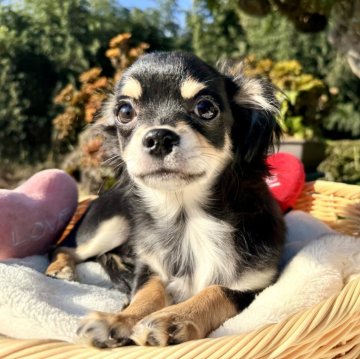 チワワ(ロング)【宮崎県・男の子・2025年8月1日・ブラックタンクリーム】の写真「目が大きくイケメンで、甘えん坊でお利口さんな僕🩷」