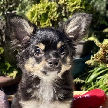 チワワ(ロング)【宮崎県・男の子・2025年7月4日・ブラックタンクリーム】の写真「目がクリクリで人見知りなく人懐っこい甘えん坊君❤️」