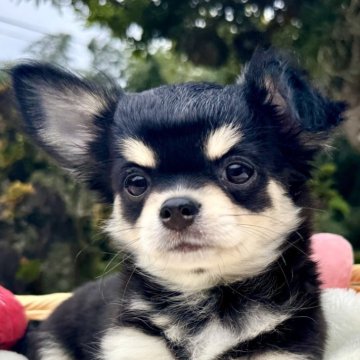 チワワ(ロング)【宮崎県・女の子・2025年8月11日・ブラックタンクリーム】の写真「鼻ぺちゃで短足で激かわチワワ🩷」