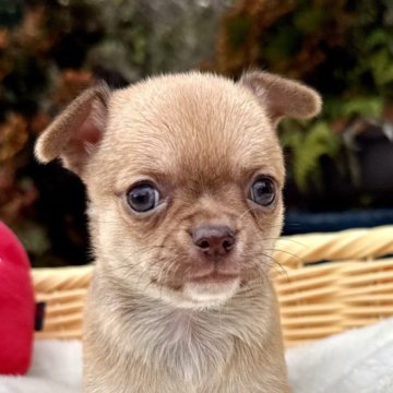 チワワ(スムース)【宮崎県・女の子・2025年11月14日・チョコフォーン🩷】の写真「綺麗なチョコフォーンでブニュ口の可愛い女の子🩷」