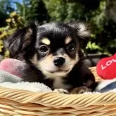 チワワ(ロング)