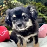 チワワ(ロング)