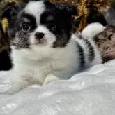 チワワ(ロング)【宮崎県・女の子・2025年1月15日・パーティ】の写真1「めちゃくちゃ可愛いですよ💕小ぶりです😊✨」