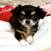 チワワ(ロング)