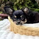 チワワ(ロング)