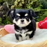 チワワ(ロング)