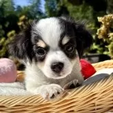 チワワ(ロング)