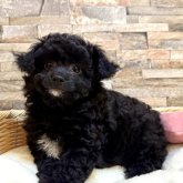 チワプー(トイプードル×チワワ)