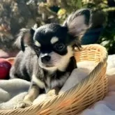 チワワ(ロング)【宮崎県・女の子・2025年8月11日・ブラックタンホワイト】の写真2「実物は小さいです🩷」