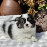 チワワ(ロング)【宮崎県・女の子・2025年1月15日・パーティ】の写真3「小さめのコロコロぷっくりチワワちゃんです💕」