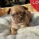 チワワ(スムース)【宮崎県・女の子・2025年11月14日・チョコフォーン🩷】の写真3