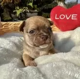 チワワ(スムース)【宮崎県・女の子・2025年11月14日・チョコフォーン🩷】の写真4