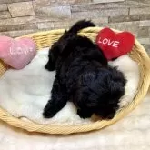 チワプー(トイプードル×チワワ)【宮崎県・男の子・2025年9月14日・ブラック&ホワイト】の写真7