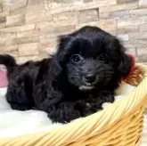 チワプー(トイプードル×チワワ)【宮崎県・男の子・2025年9月14日・ブラック&ホワイト】の写真9