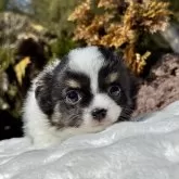 チワワ(ロング)【宮崎県・女の子・2025年1月15日・パーティ】の写真9