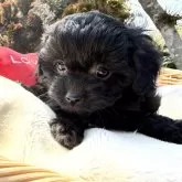 チワプー(トイプードル×チワワ)【宮崎県・女の子・2026年2月4日・ブラック】の写真9