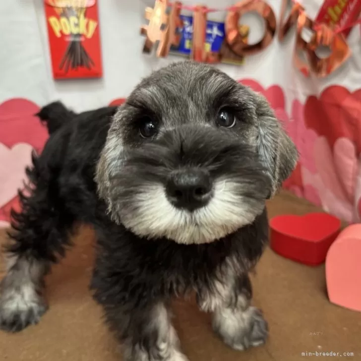 ID:2311-06163の子犬