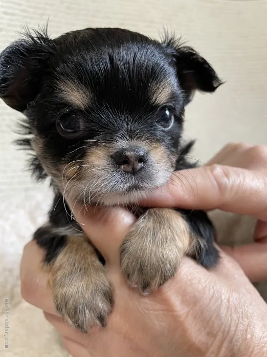 ID：2011-02651の子犬