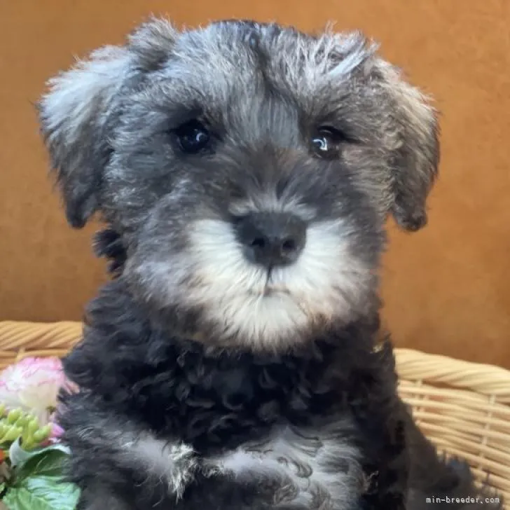 ID:2210-02444の子犬