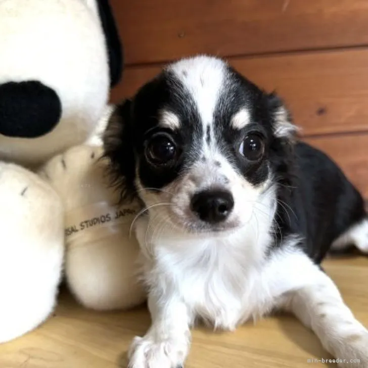 ID：2306-03540の子犬